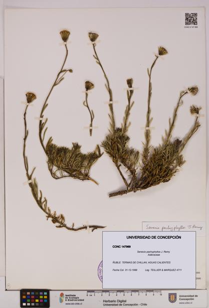 Senecio pachyphyllos [Espécimen: UDEC:CONC:0147969]