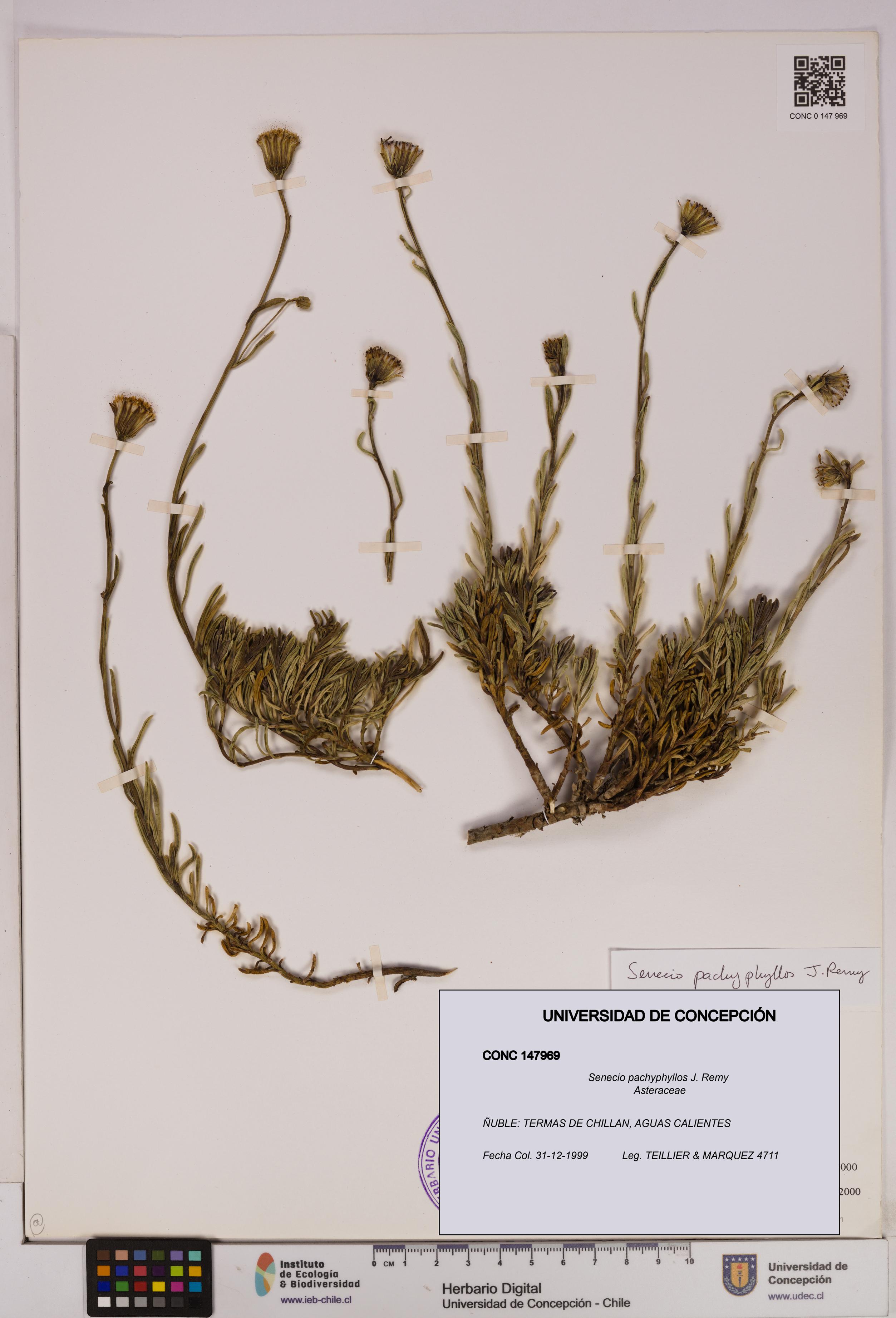 Senecio pachyphyllos [Espécimen: UDEC:CONC:0147969]