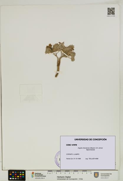 Argylia checoensis [Espécimen: UDEC:CONC:0147978]
