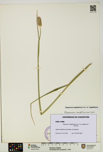 Alopecurus magellanicus var. magellanicus [Espécimen: UDEC:CONC:0147982]