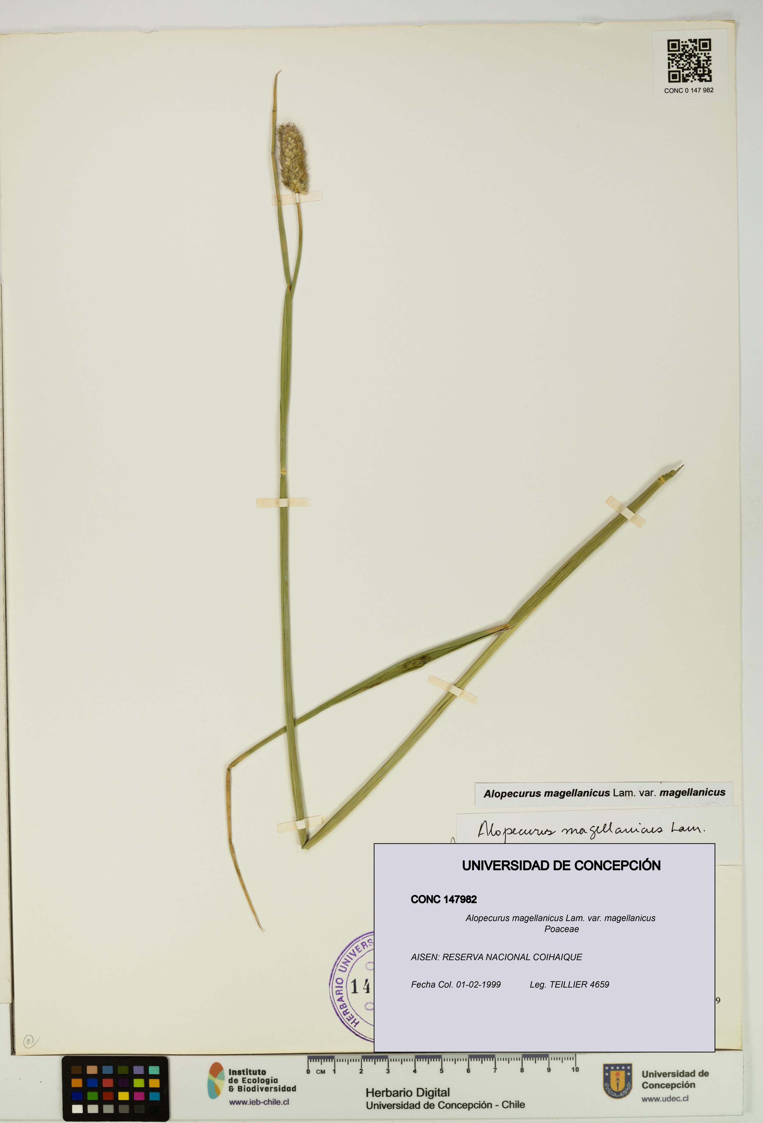 Alopecurus magellanicus var. magellanicus [Espécimen: UDEC:CONC:0147982]