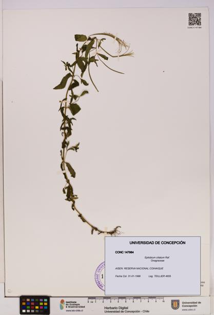 Epilobium ciliatum [Espécimen: UDEC:CONC:0147984]