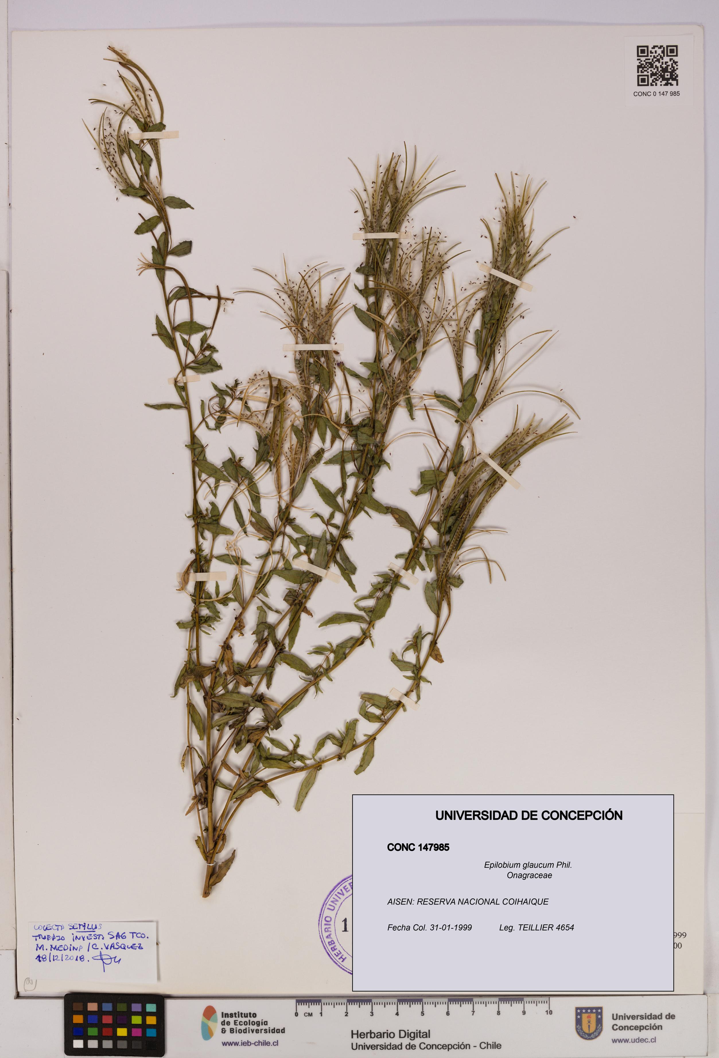 Epilobium glaucum [Espécimen: UDEC:CONC:0147985]