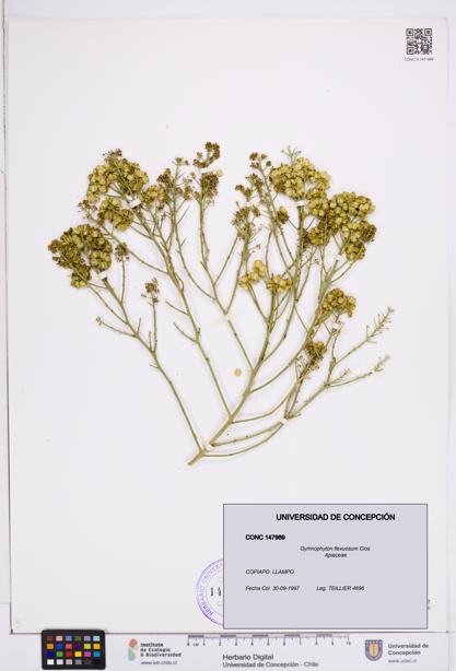 Gymnophyton flexuosum [Espécimen: ]