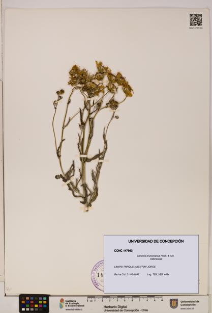 Senecio brunonianus [Espécimen: UDEC:CONC:0147993]