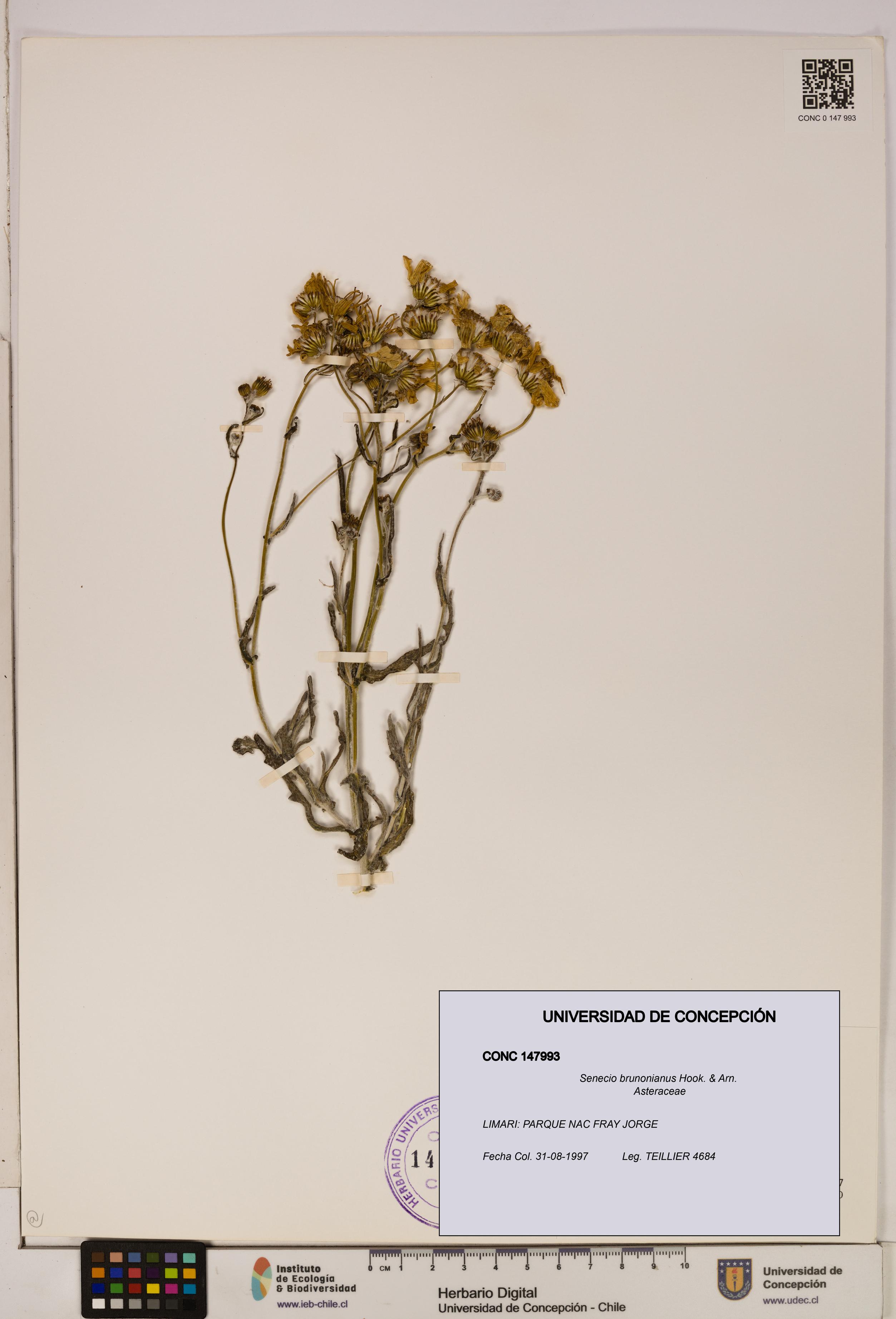 Senecio brunonianus [Espécimen: UDEC:CONC:0147993]