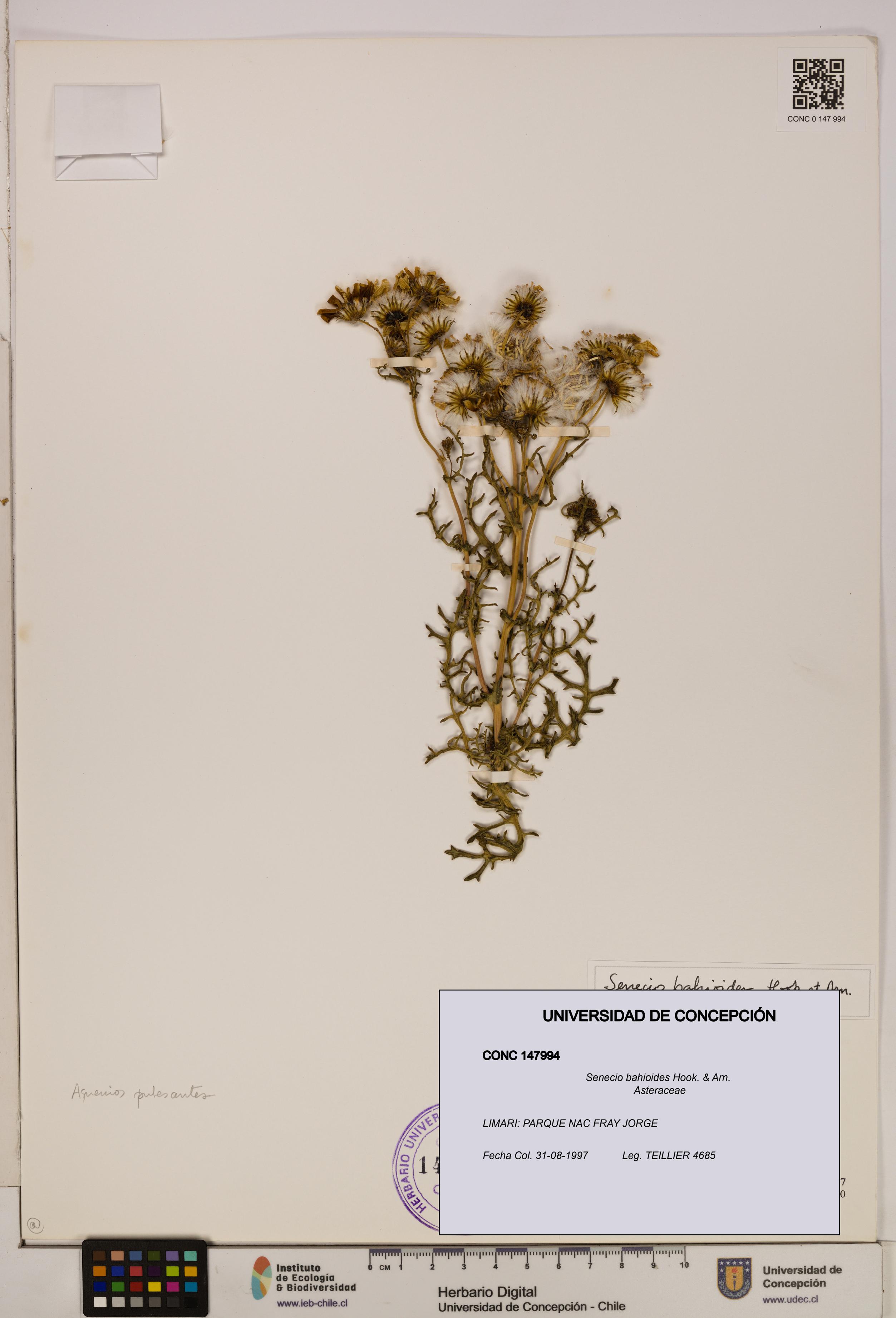Senecio bahioides [Espécimen: UDEC:CONC:0147994]