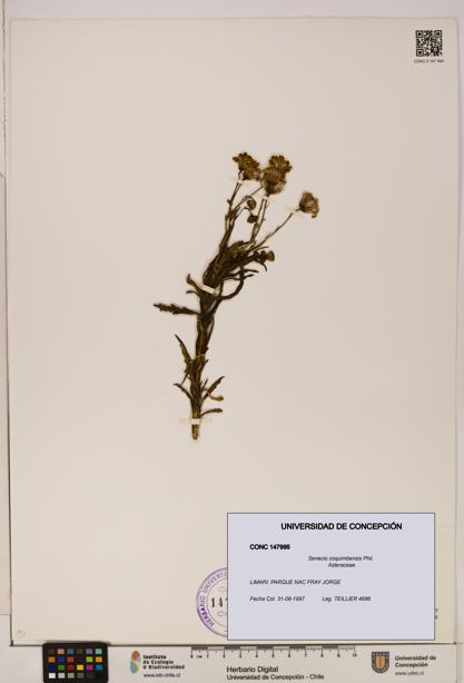 Senecio coquimbensis [Espécimen: UDEC:CONC:0147995]