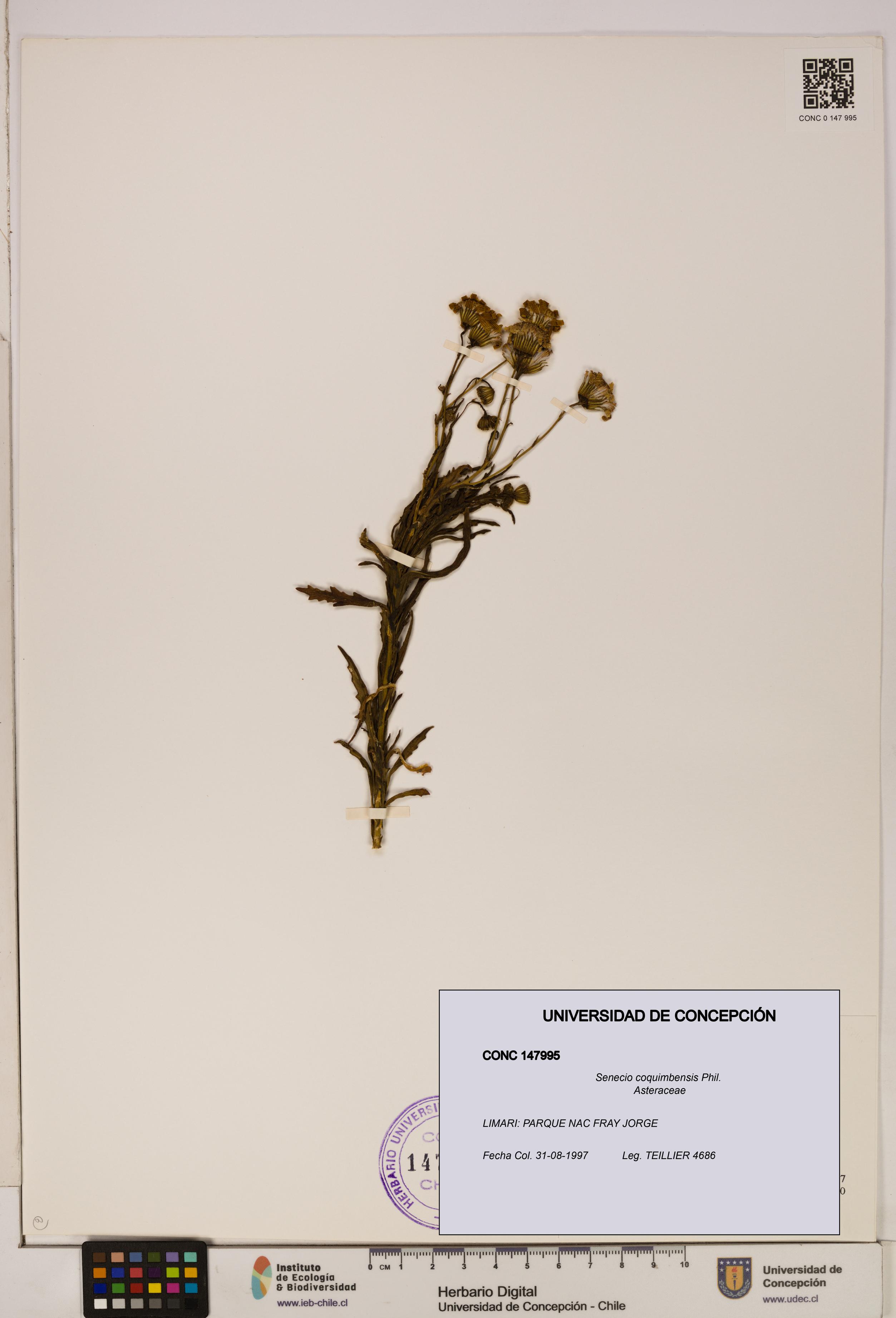 Senecio coquimbensis [Espécimen: UDEC:CONC:0147995]