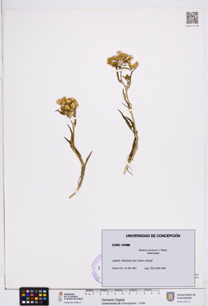 Senecio murorum [Espécimen: ]