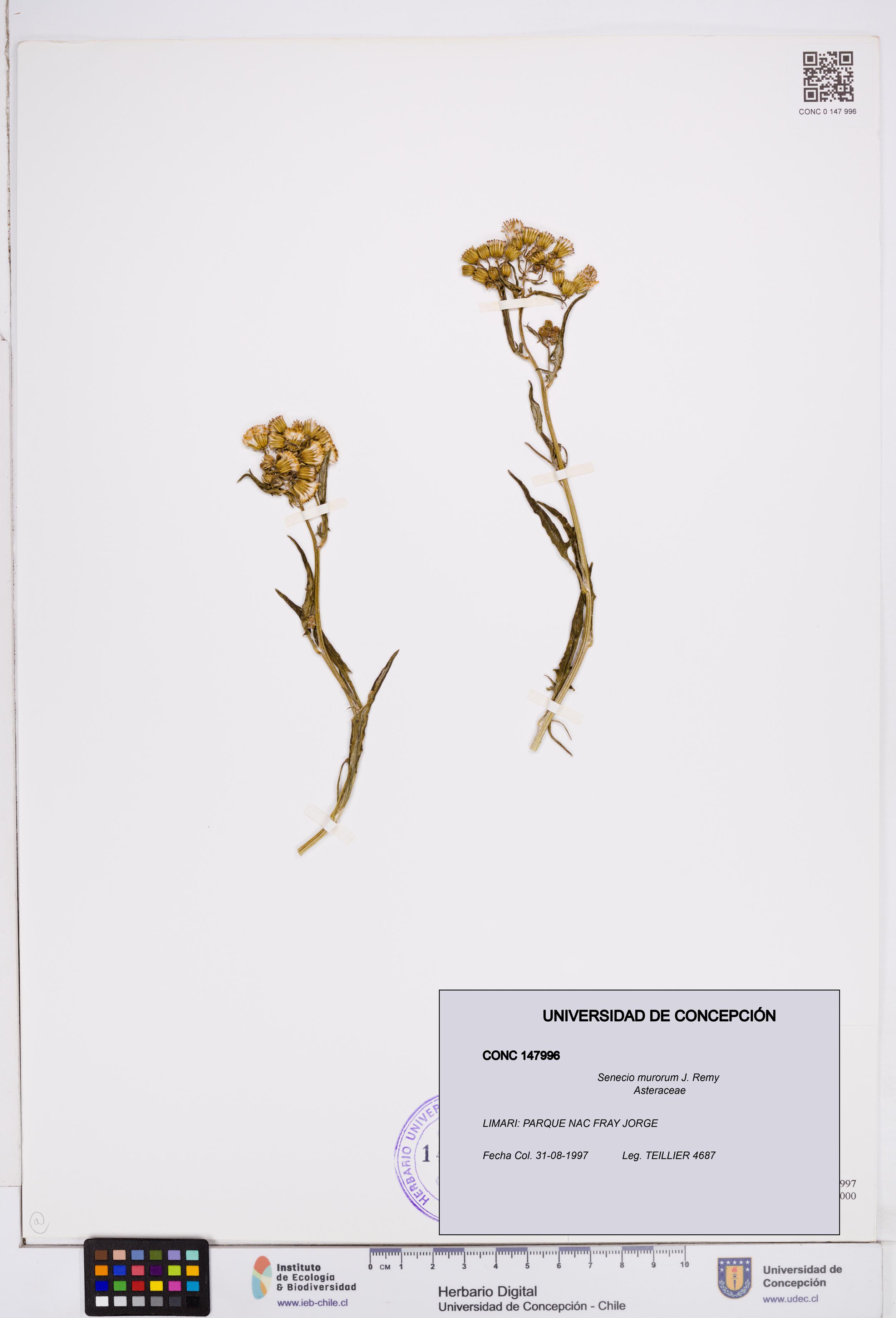 Senecio murorum [Espécimen: ]