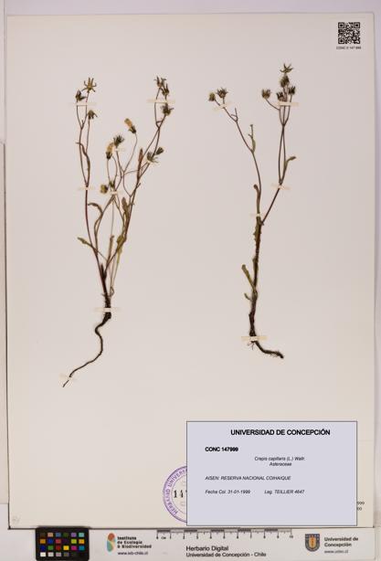 Crepis capillaris [Espécimen: UDEC:CONC:0147999]