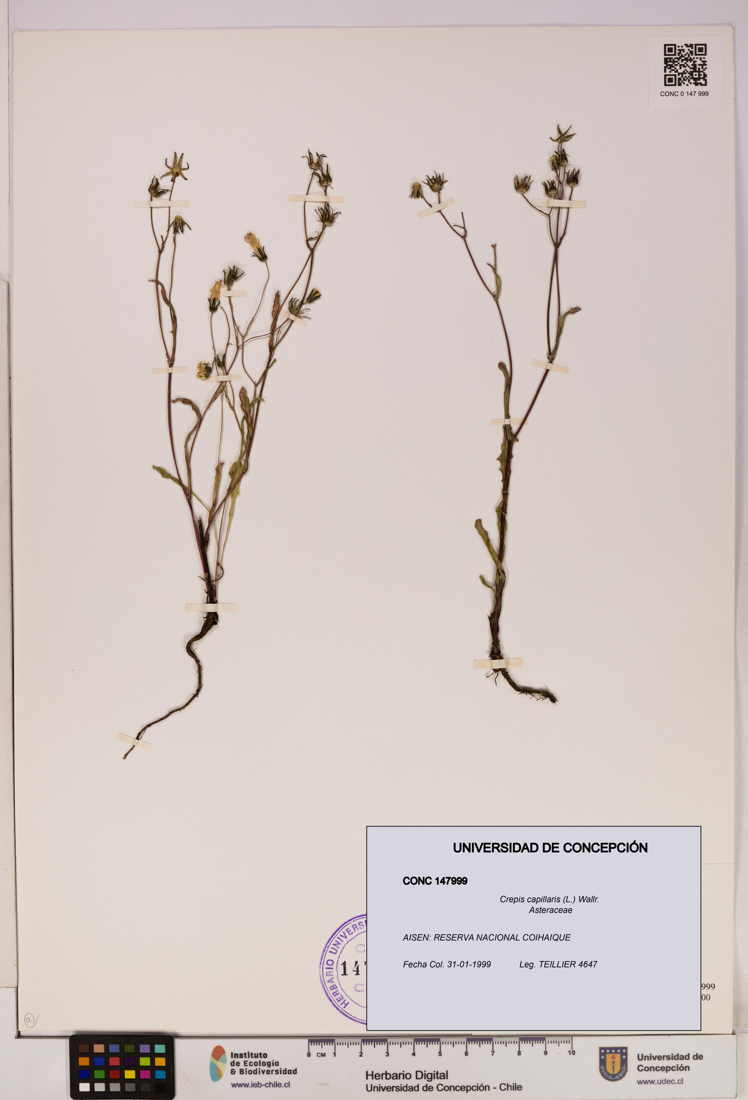 Crepis capillaris [Espécimen: UDEC:CONC:0147999]