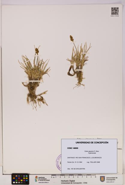 Carex gayana [Espécimen: UDEC:CONC:0148000]