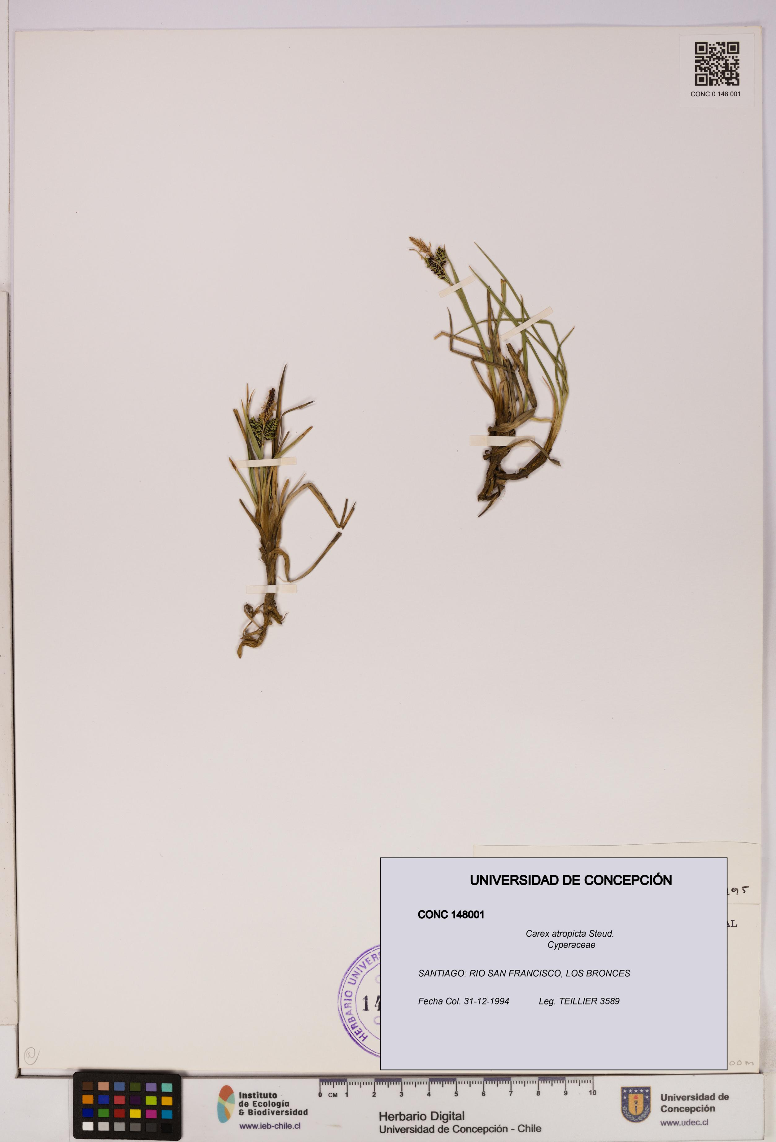 Carex atropicta [Espécimen: UDEC:CONC:0148001]