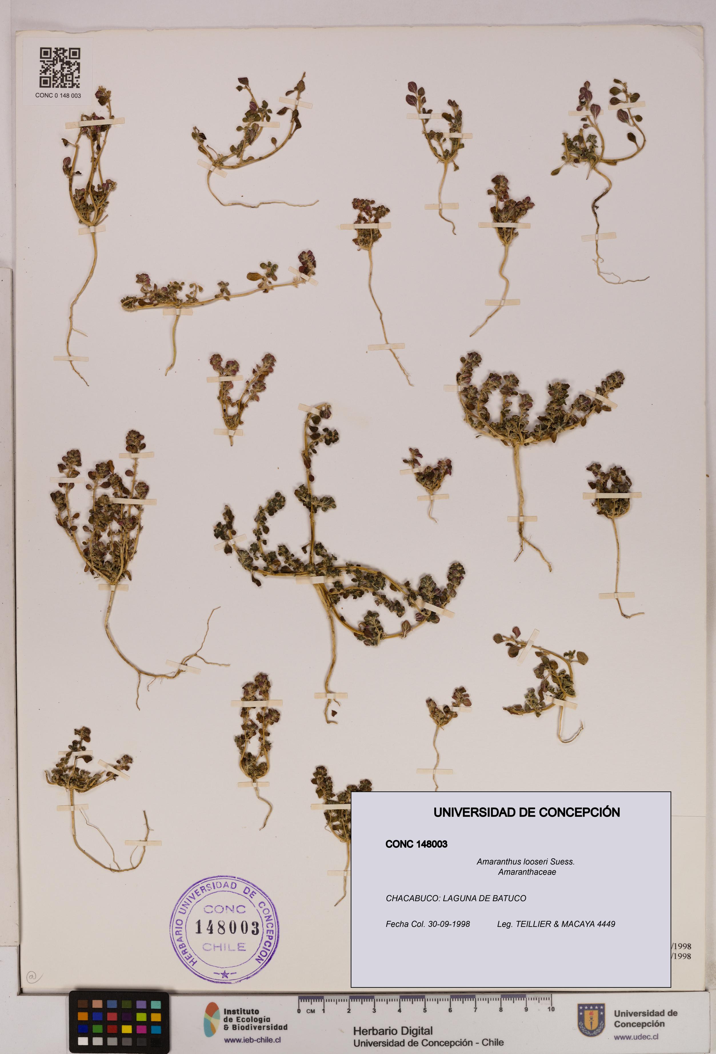 Amaranthus looseri [Espécimen: UDEC:CONC:0148003]