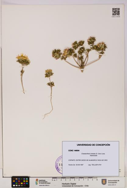 Chaetanthera limbata [Espécimen: UDEC:CONC:0148004]