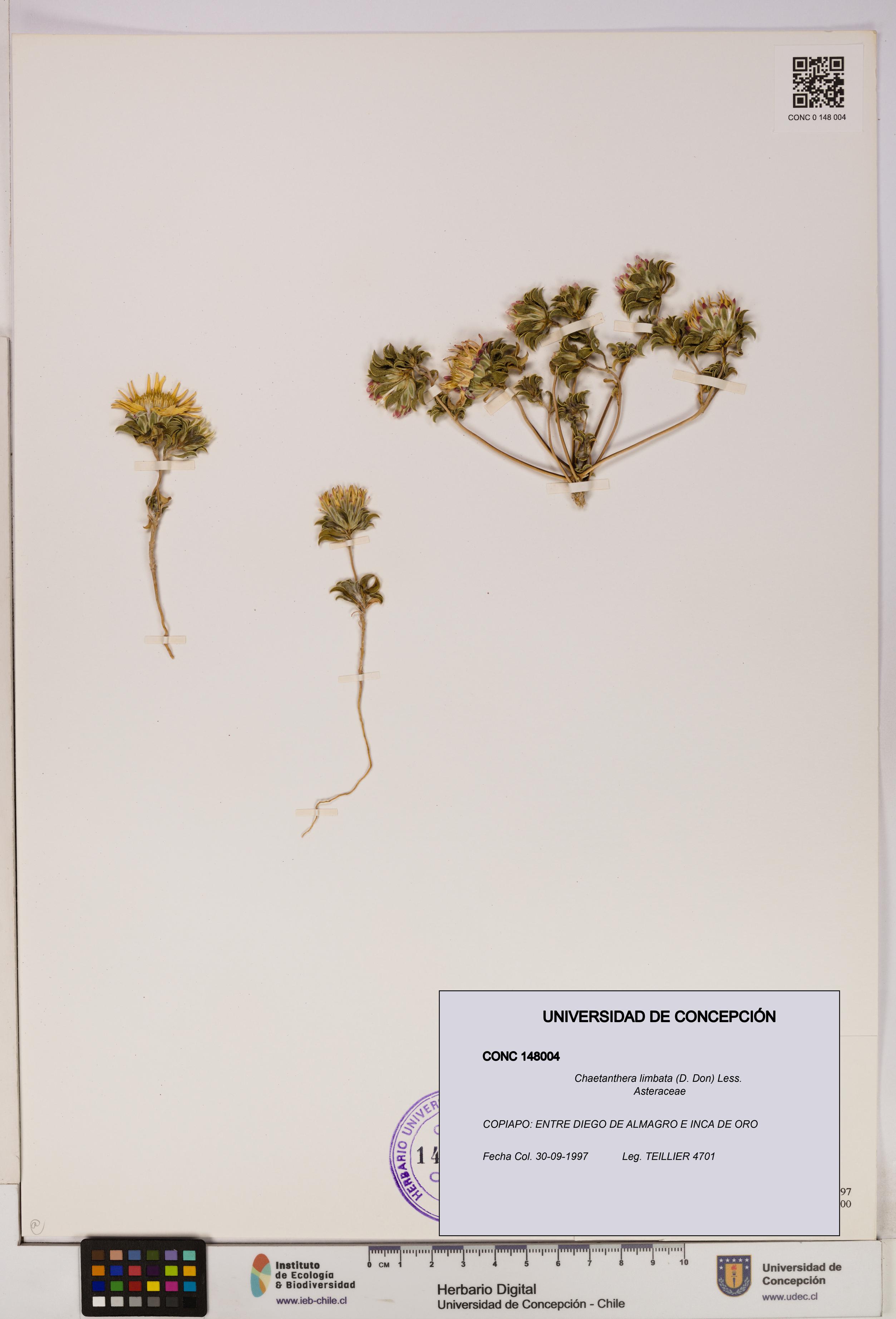 Chaetanthera limbata [Espécimen: UDEC:CONC:0148004]