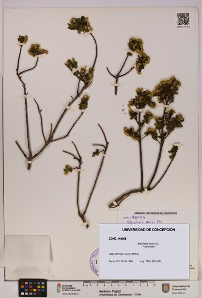 Baccharis neaei [Espécimen: UDEC:CONC:0148005]