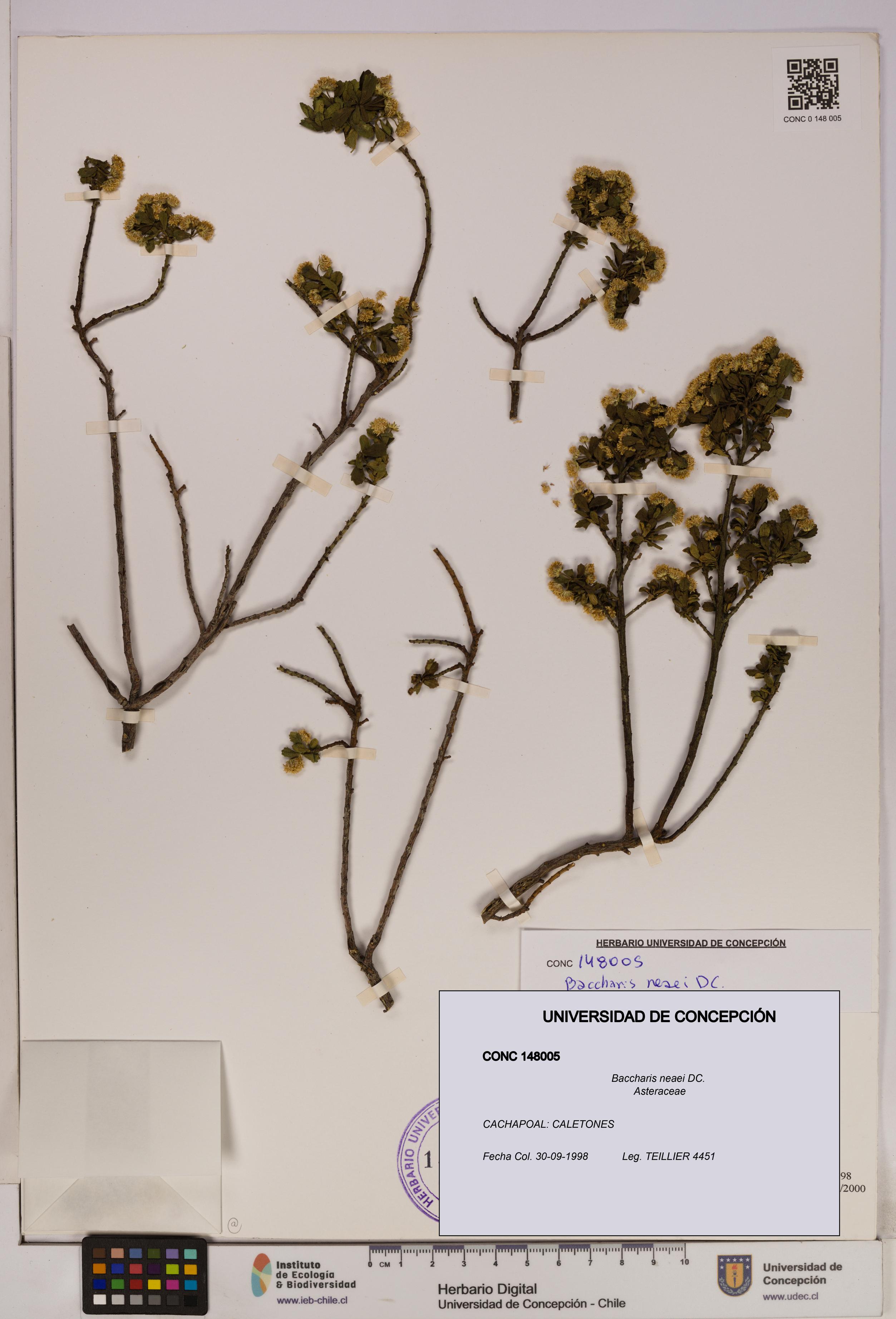 Baccharis neaei [Espécimen: UDEC:CONC:0148005]
