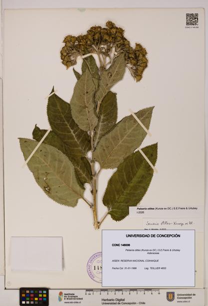 Pelseria otites [Espécimen: ]