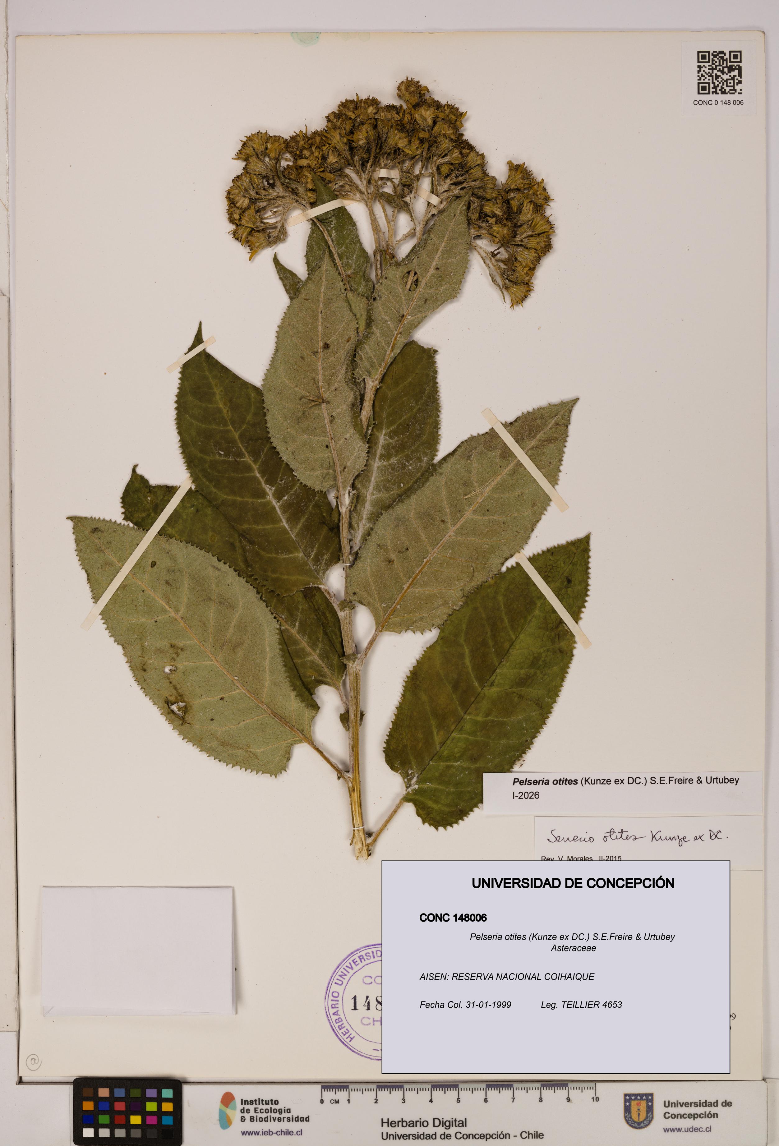 Pelseria otites [Espécimen: ]