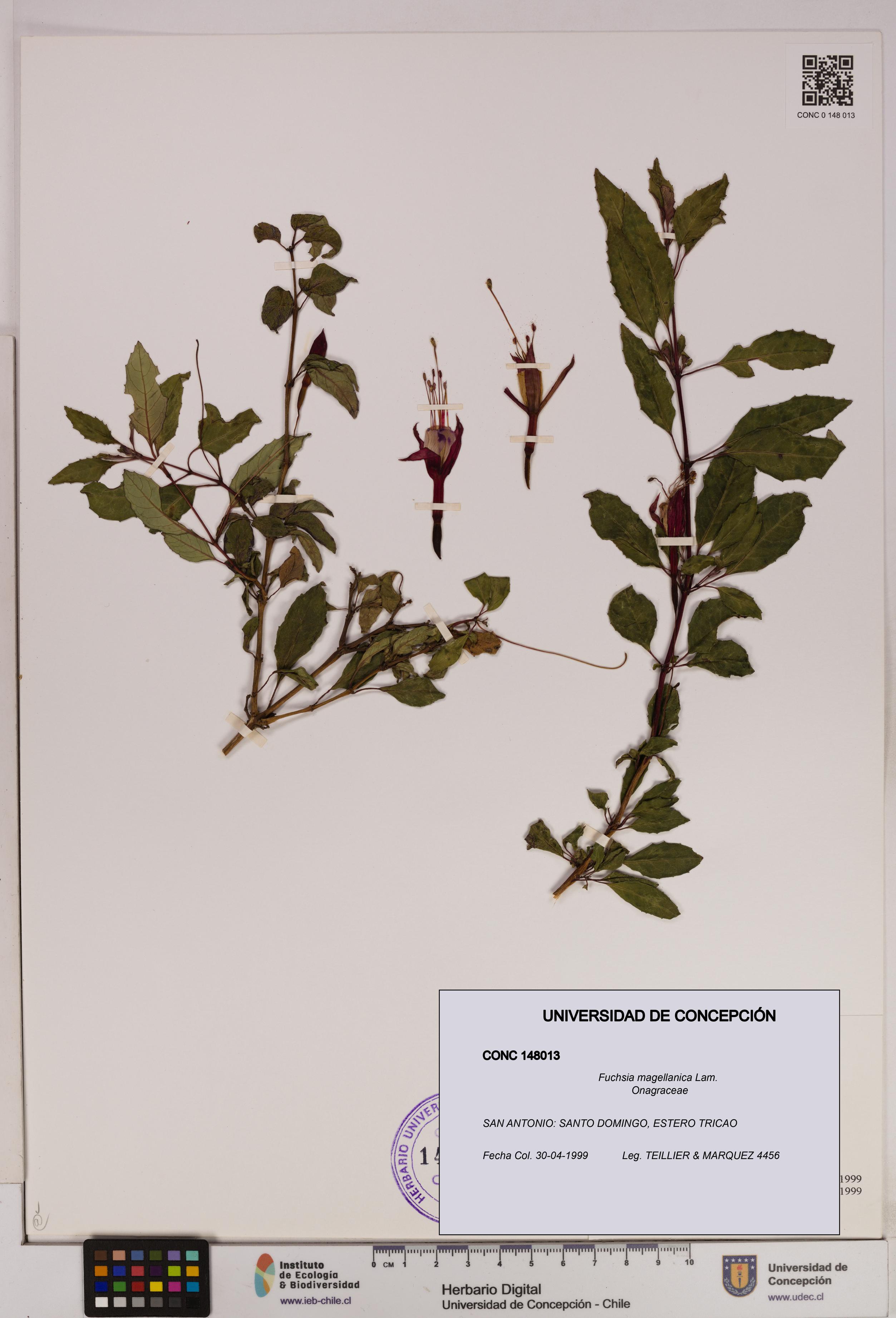 Fuchsia magellanica [Espécimen: UDEC:CONC:0148013]