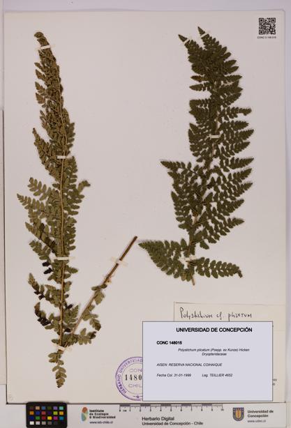 Polystichum plicatum [Espécimen: UDEC:CONC:0148015]