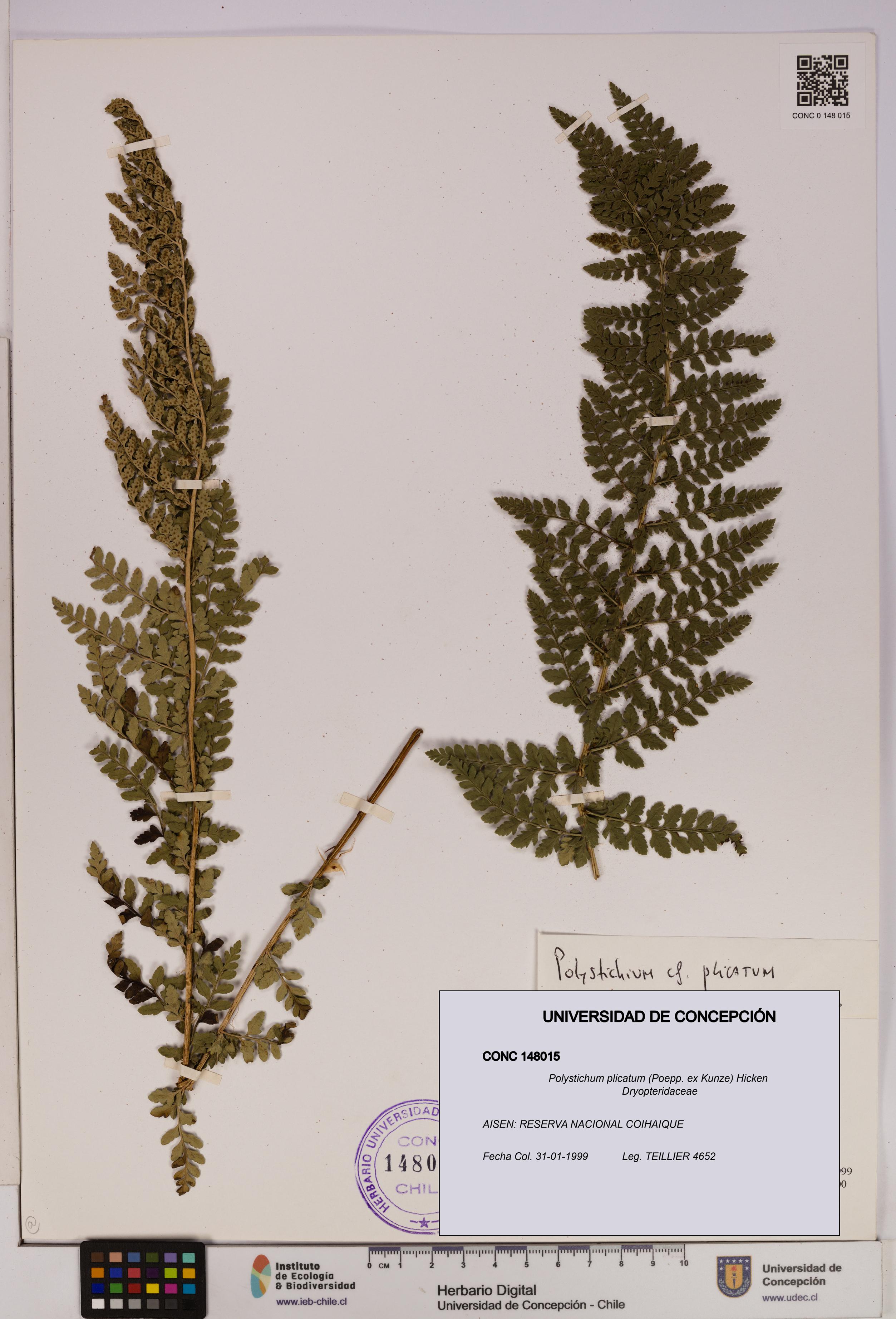 Polystichum plicatum [Espécimen: UDEC:CONC:0148015]