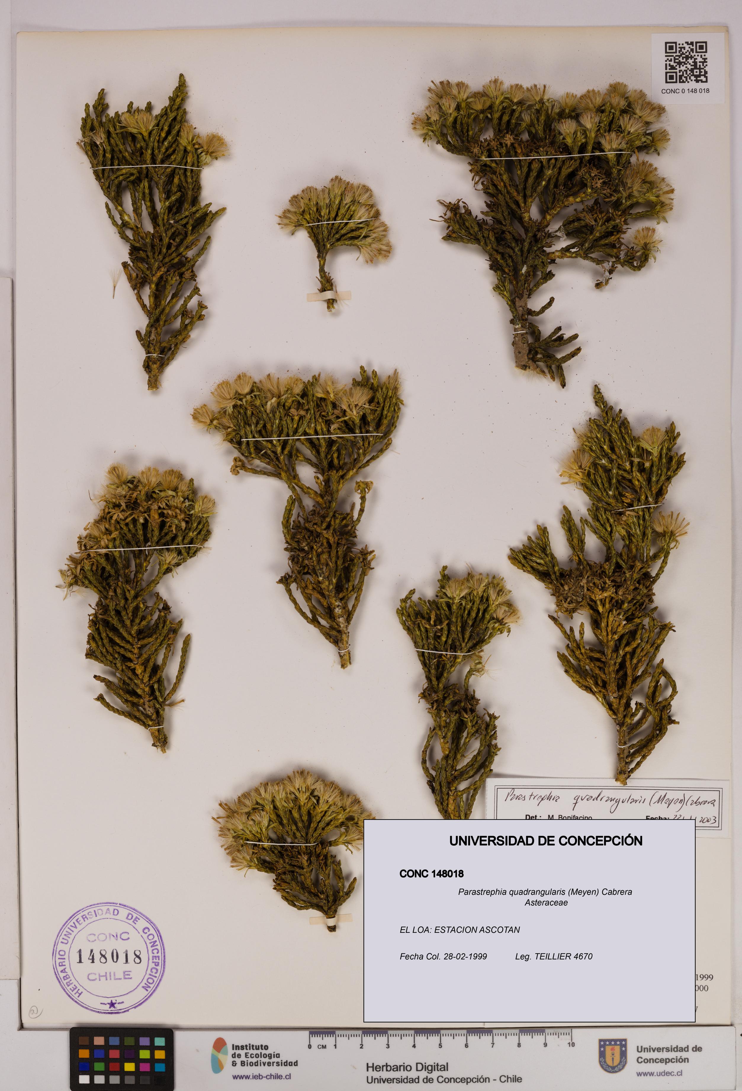 Parastrephia quadrangularis [Espécimen: UDEC:CONC:0148018]