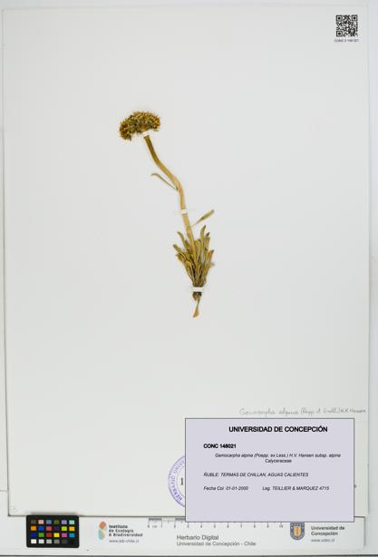 Gamocarpha alpina subsp. alpina [Espécimen: UDEC:CONC:0148021]