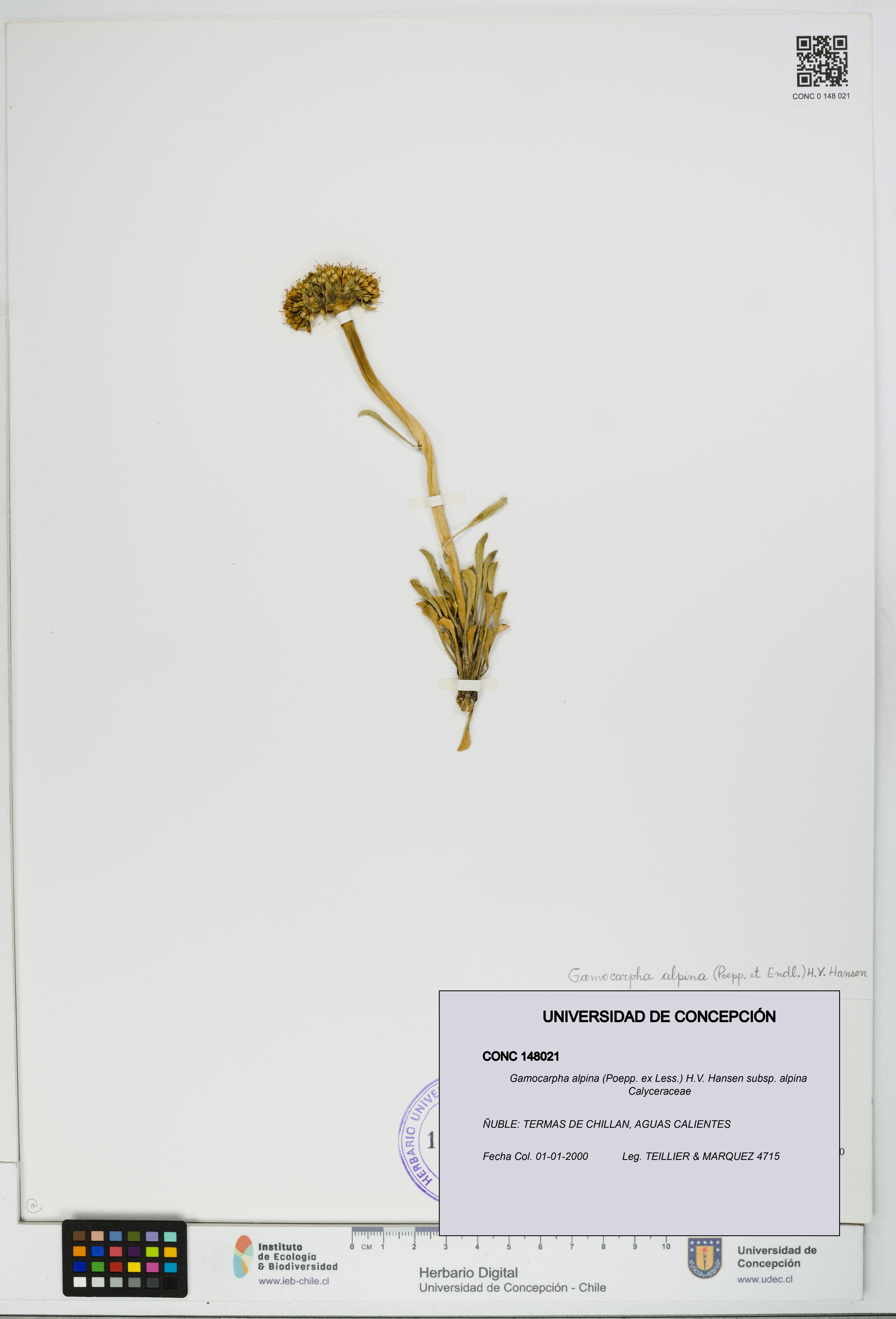 Gamocarpha alpina subsp. alpina [Espécimen: UDEC:CONC:0148021]