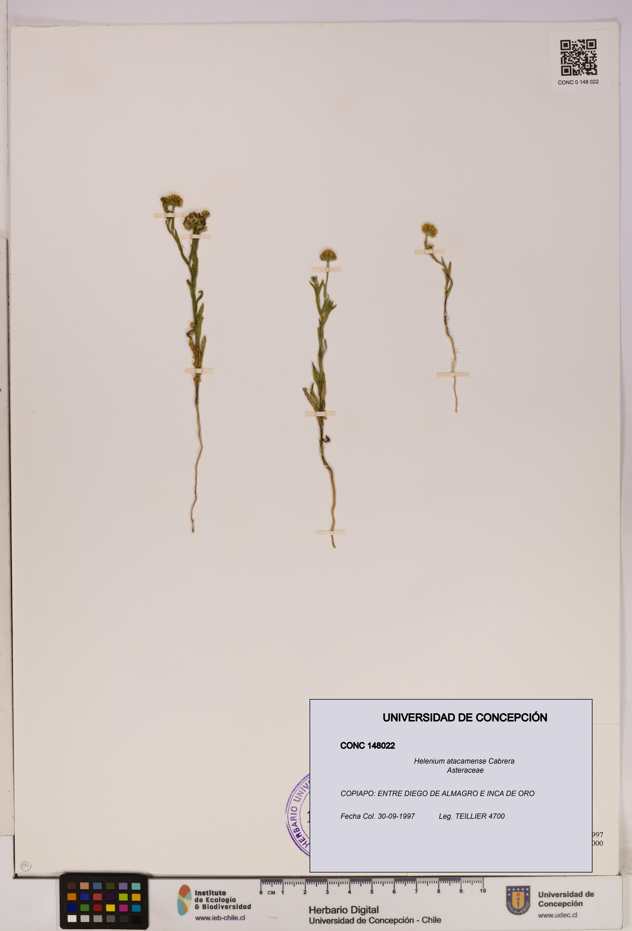 Helenium atacamense [Espécimen: UDEC:CONC:0148022]