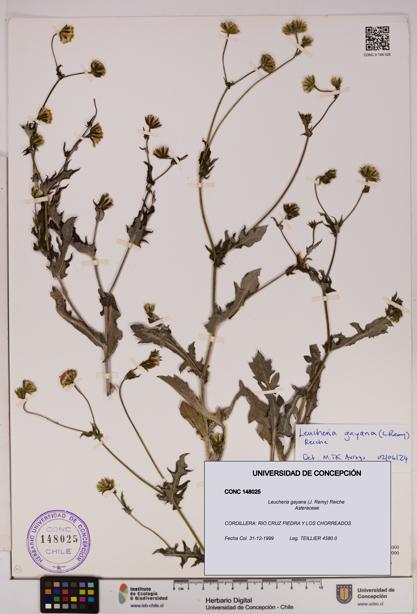 Leucheria gayana [Espécimen: UDEC:CONC:0148025]