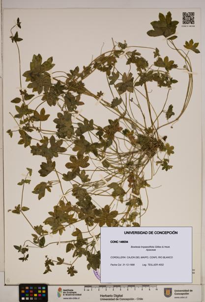 Bowlesia tropaeolifolia [Espécimen: ]