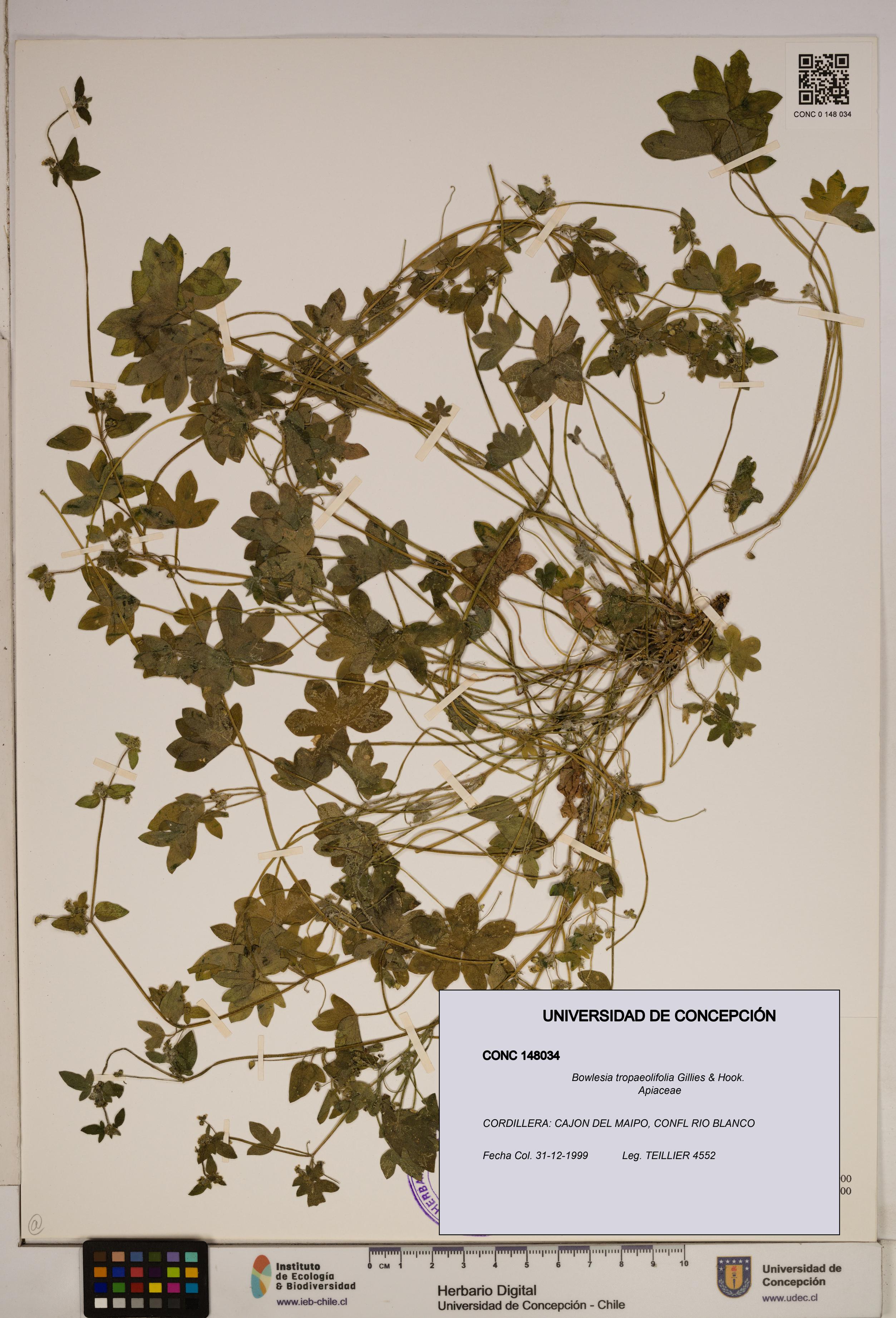 Bowlesia tropaeolifolia [Espécimen: ]