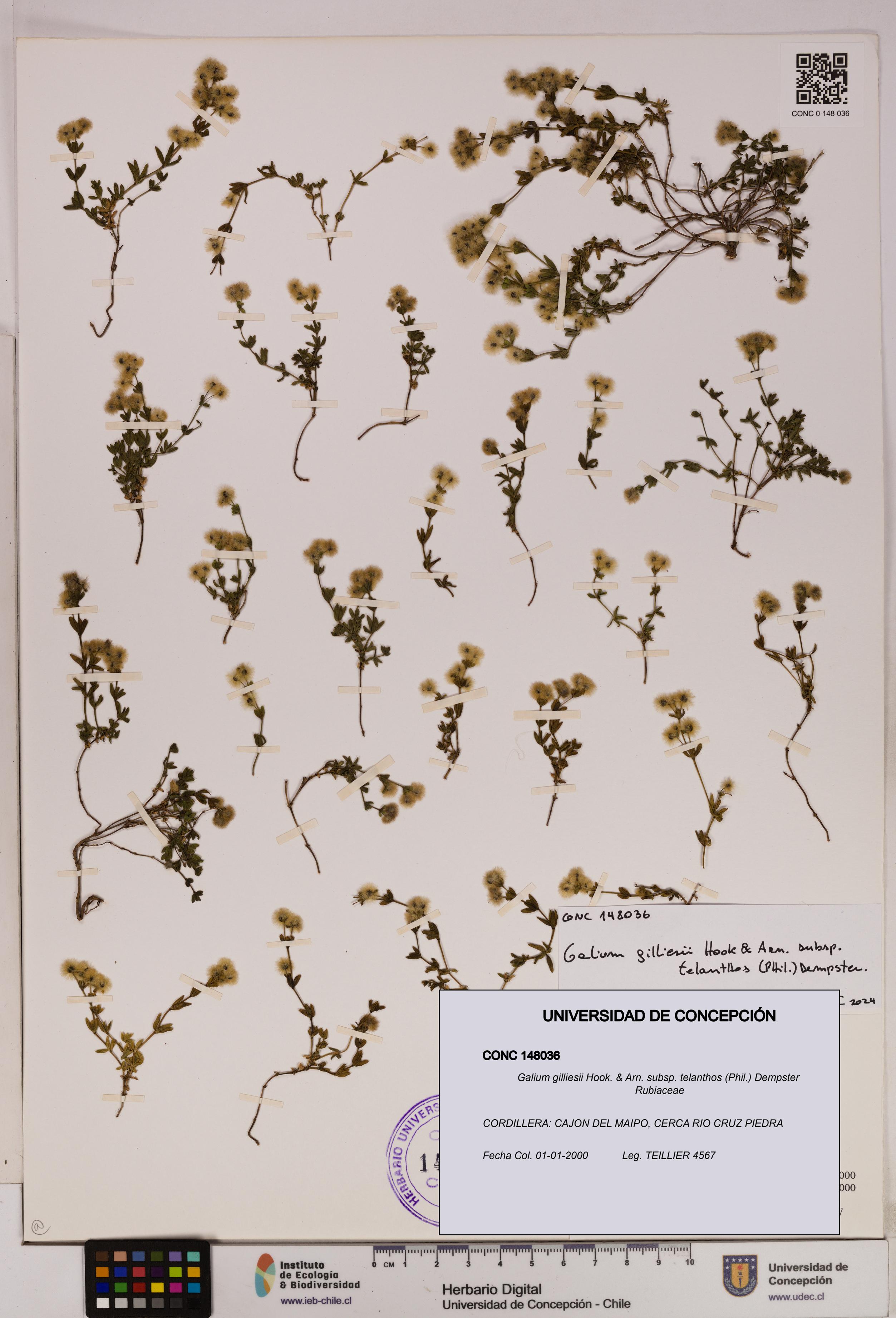 Galium gilliesii subsp. telanthos [Espécimen: UDEC:CONC:0148036]