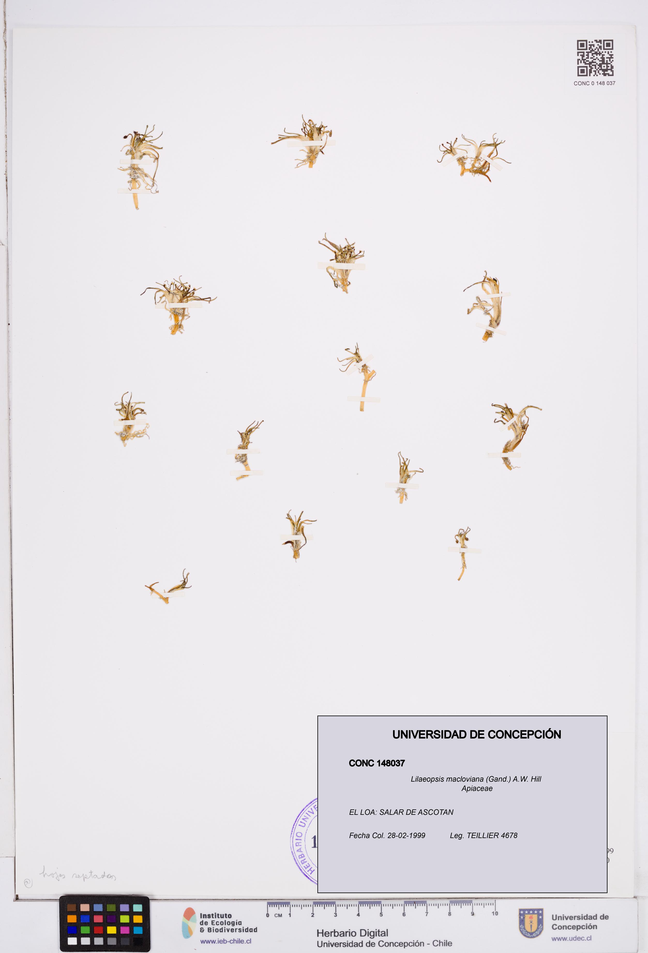 Lilaeopsis macloviana [Espécimen: ]