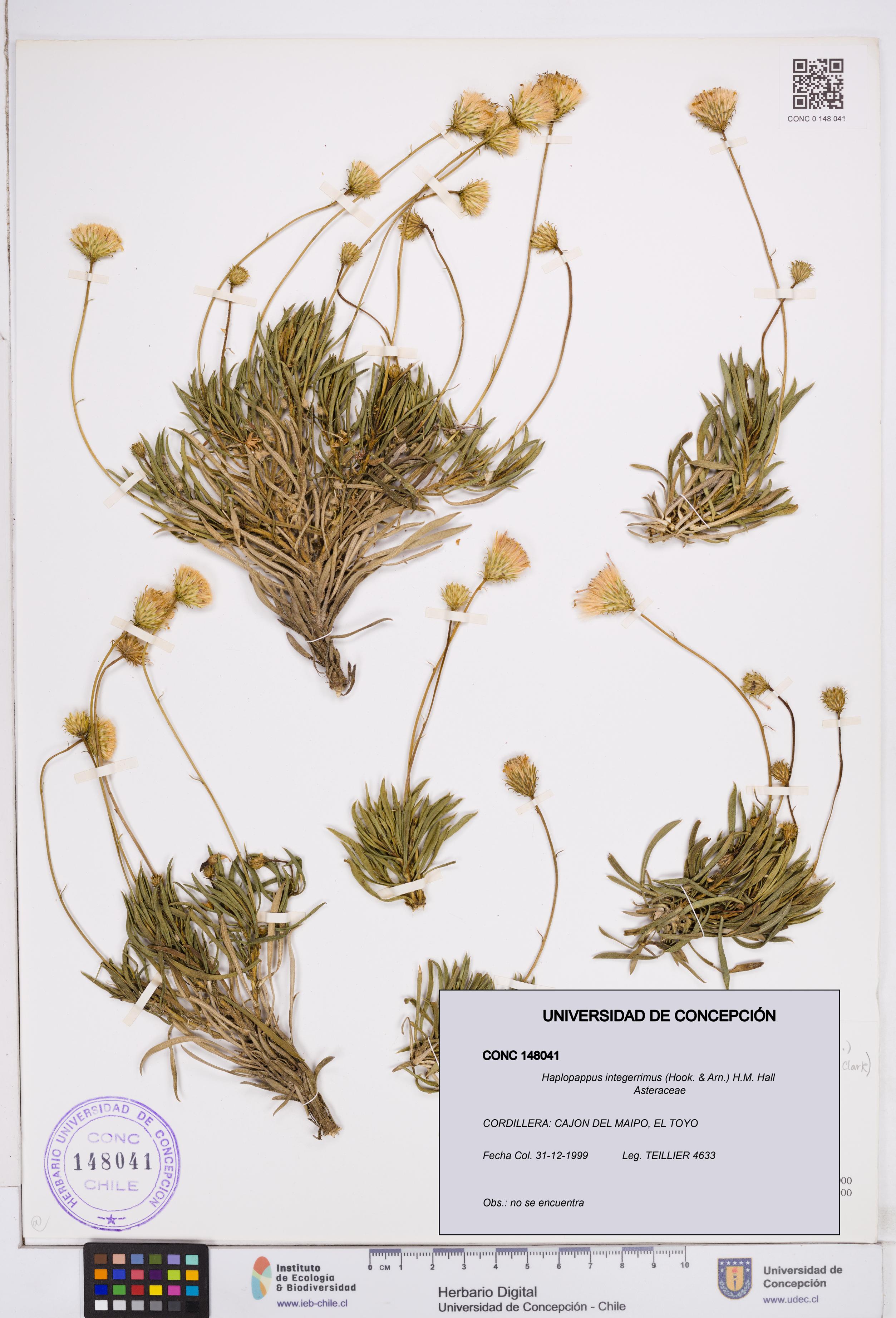 Haplopappus integerrimus [Espécimen: ]