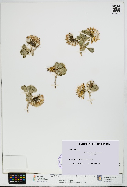 Trichocline deserticola [Espécimen: UDEC:CONC:0148042]