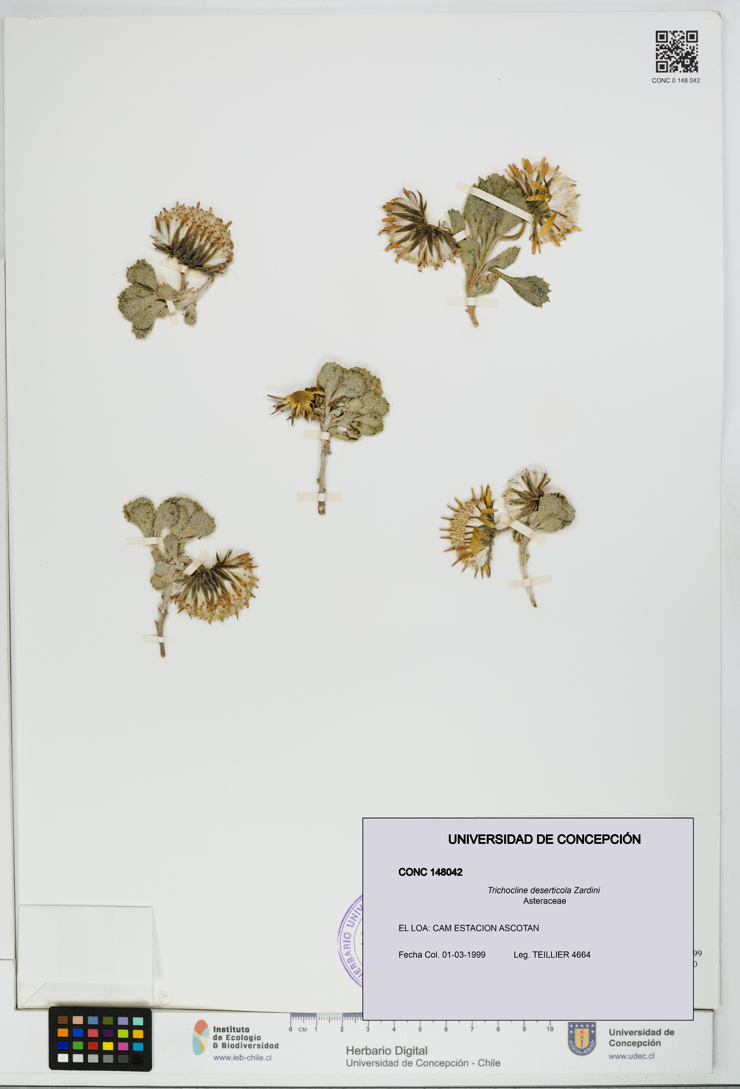 Trichocline deserticola [Espécimen: UDEC:CONC:0148042]