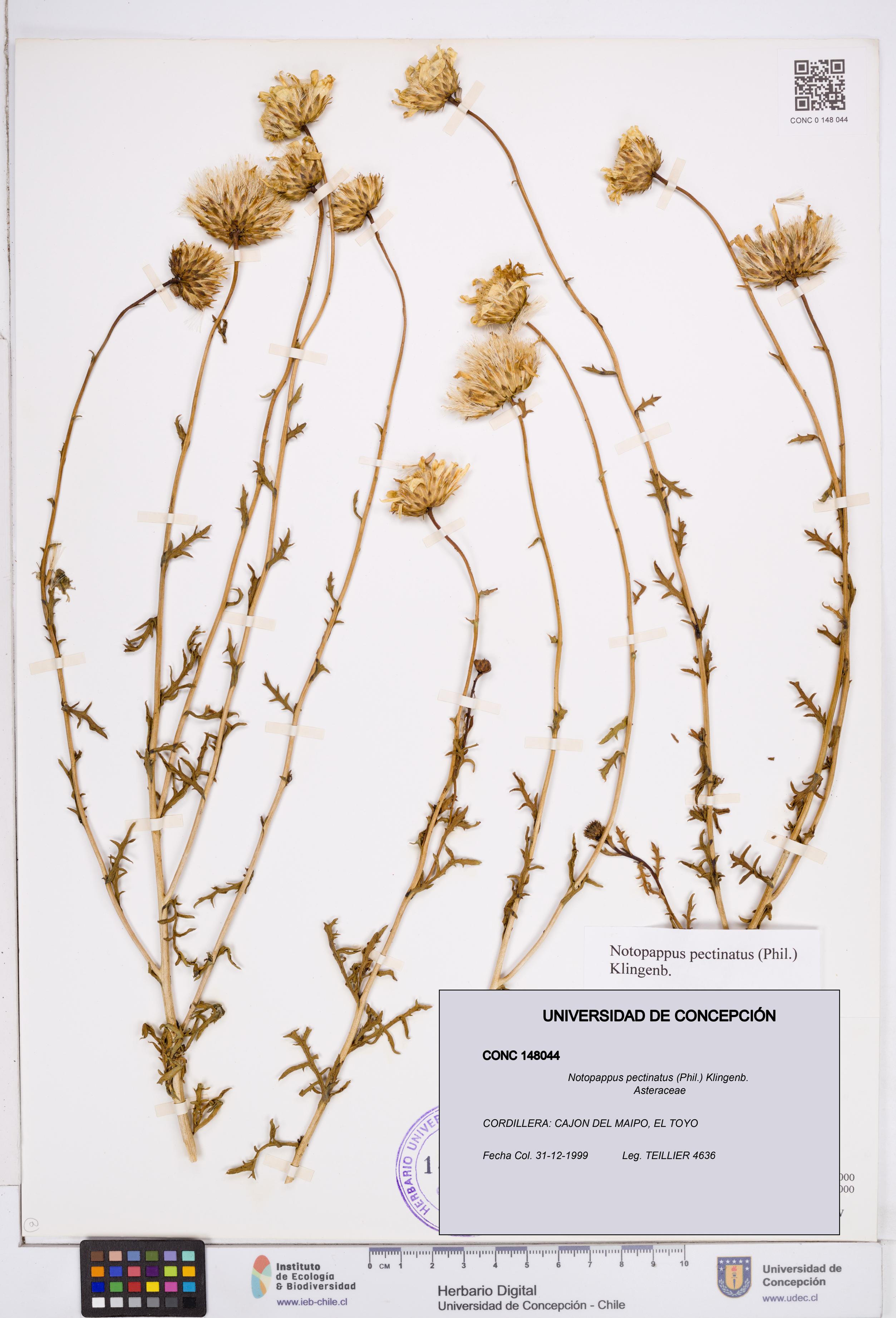 Notopappus pectinatus [Espécimen: ]