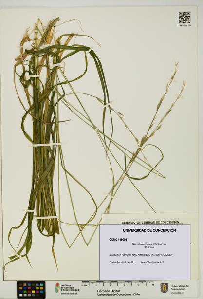 Bromelica cepacea [Espécimen: UDEC:CONC:0148058]