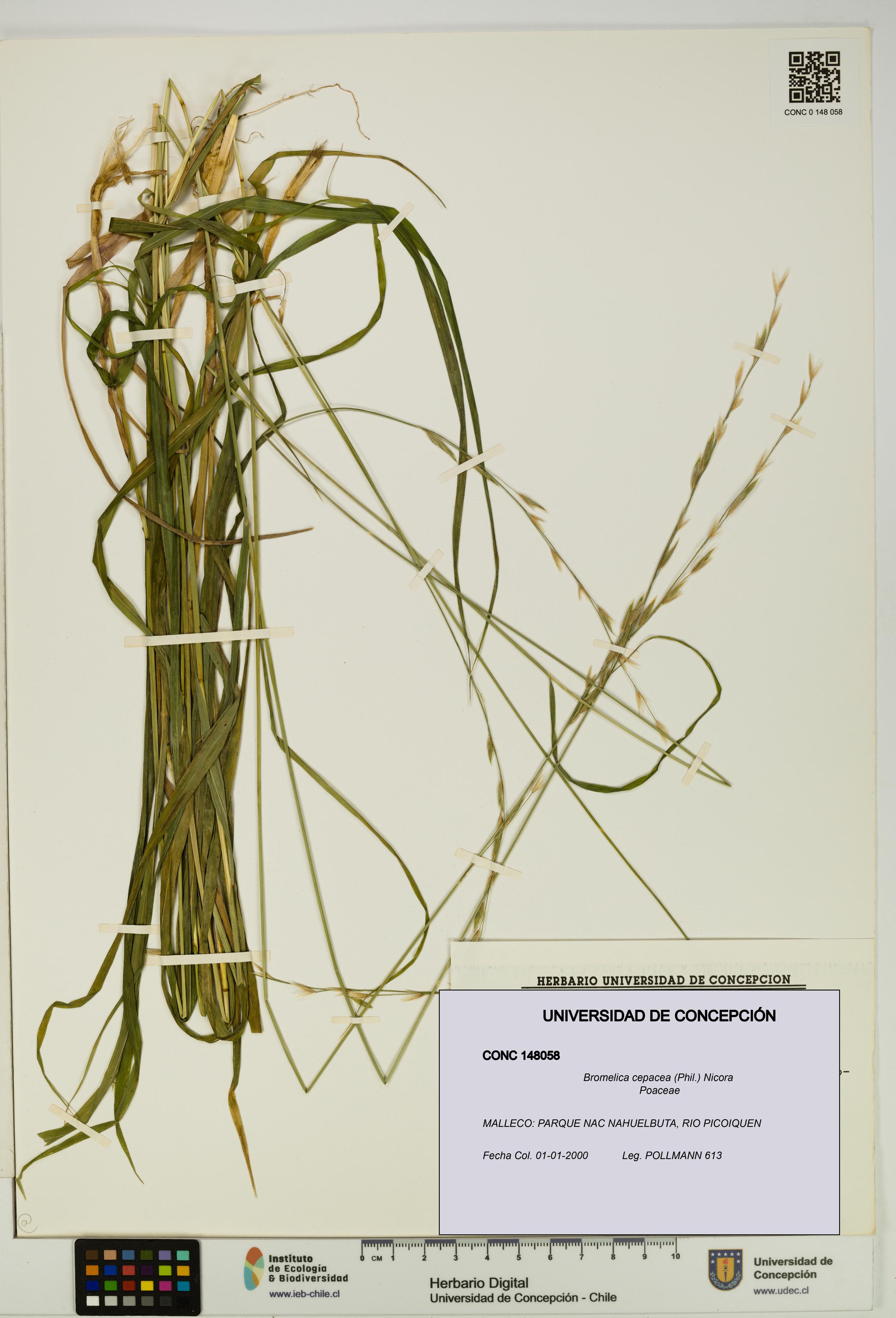 Bromelica cepacea [Espécimen: UDEC:CONC:0148058]