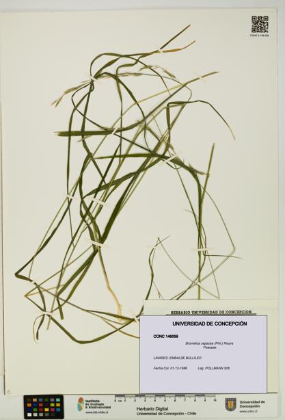 Bromelica cepacea [Espécimen: UDEC:CONC:0148059]