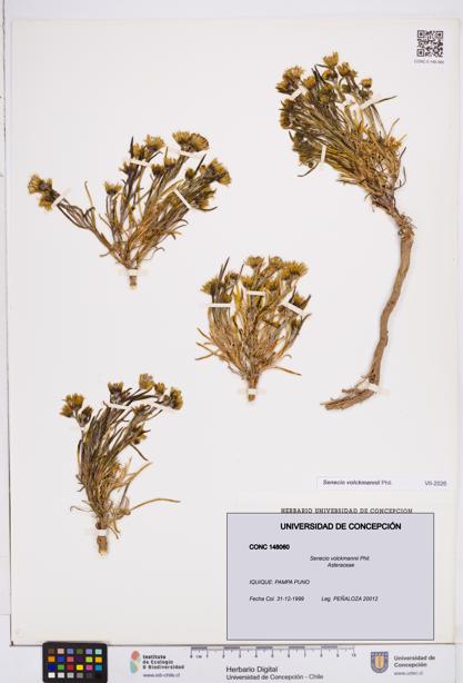 Senecio volckmannii [Espécimen: ]