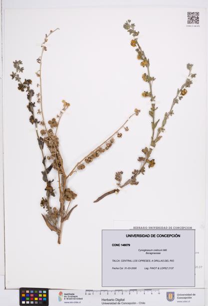 Cynoglossum creticum [Espécimen: ]