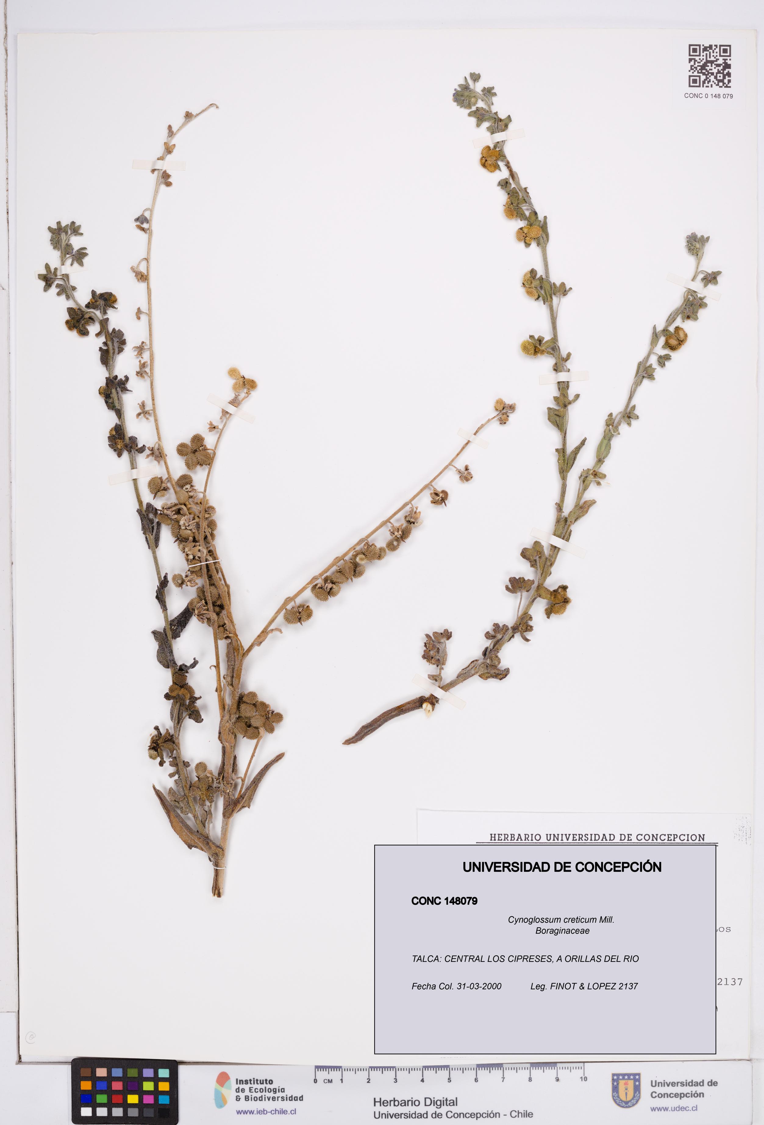 Cynoglossum creticum [Espécimen: ]