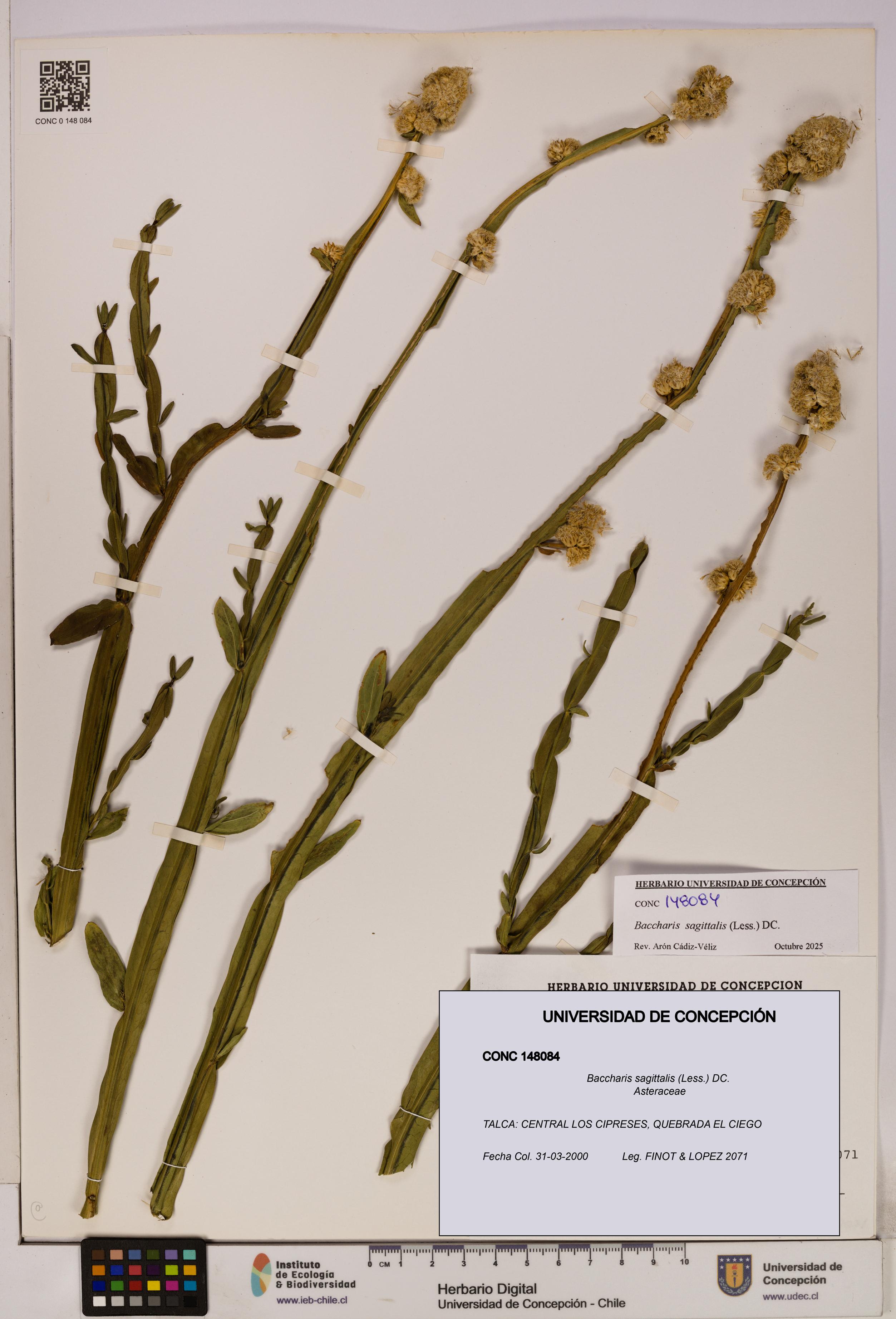 Baccharis sagittalis [Espécimen: UDEC:CONC:0148084]