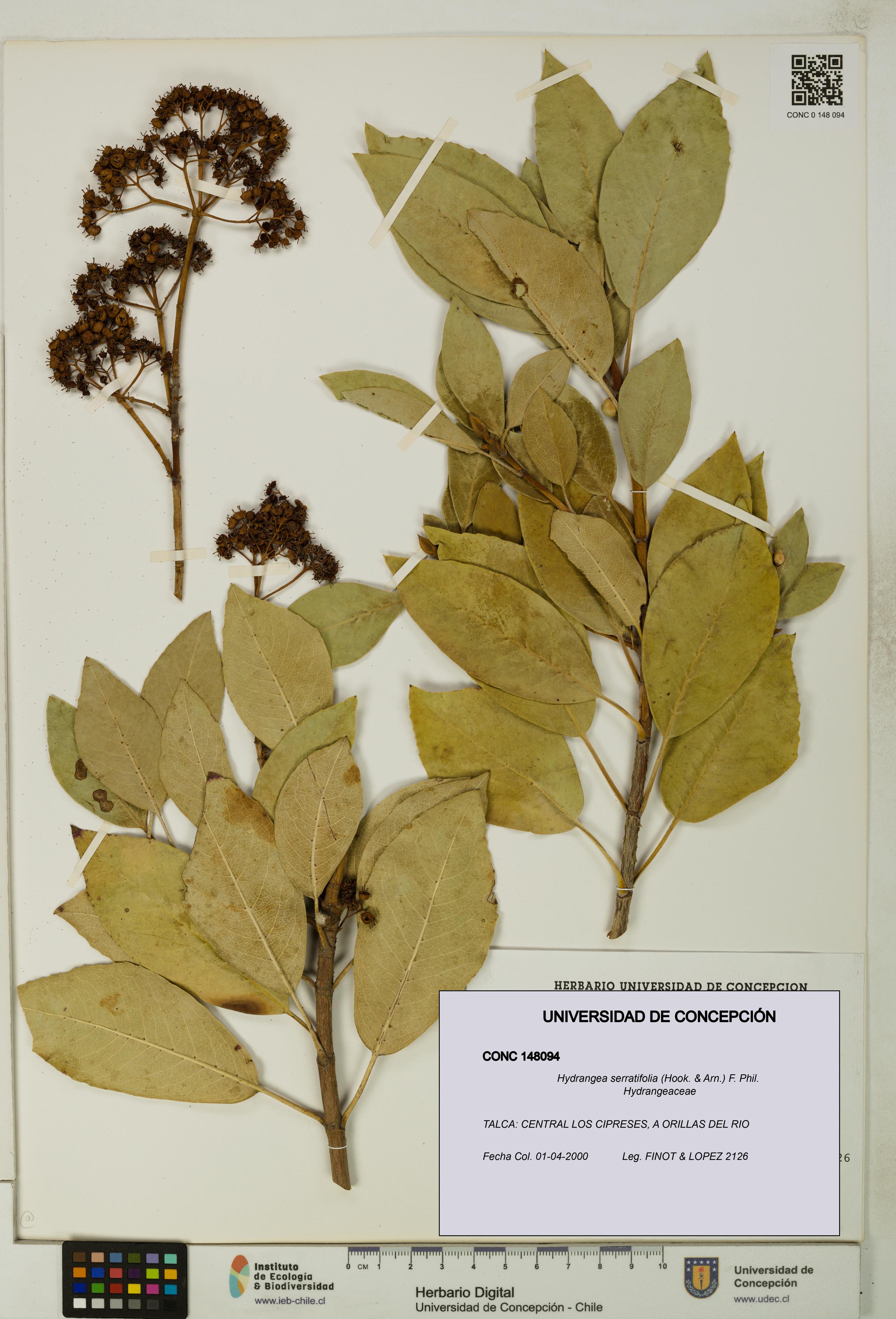 Hydrangea serratifolia [Espécimen: UDEC:CONC:0148094]